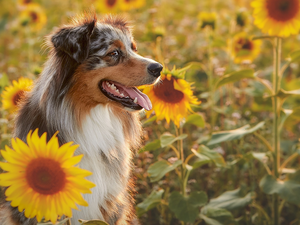 Nice sunflowers, dog, Australian Shepherd