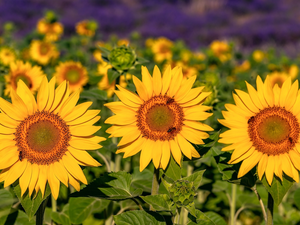 Insect, Bees, Nice sunflowers, Leaf, Flowers