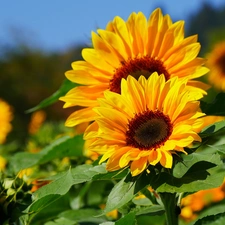 Flowers, Yellow, Nice sunflowers