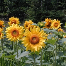 incursion, sunflowers