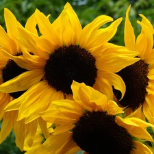 Bloom, Nice sunflowers