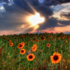 Field, Nice sunflowers