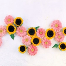 gerberas, Nice sunflowers