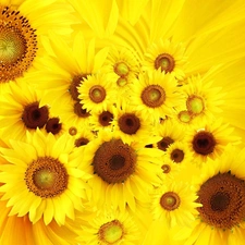 Yellow, Nice sunflowers