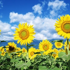 Yellow, Nice sunflowers