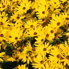 sunflowers, Field, ornamental
