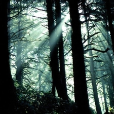 forest, rays, sunny, Bushes