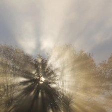 sunny, forest, rays