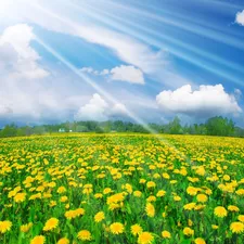 sunny, Sky, Meadow, rays, dandelions