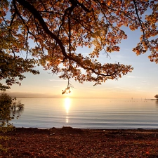 viewes, Sunrise, Bodensee, trees, Austria