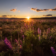 Sunrise, clouds, Flowers, lupine, Meadow