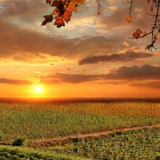 Field, Italy, Sunrise, clouds, vineyards, Tuscany
