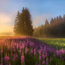 trees, Flowers, Fog, Lythrum Salicaria, Meadow, viewes, Sunrise