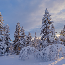 Spruces, Sunrise, forest, Snowy, winter
