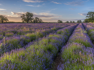 viewes, Sunrise, lavender, trees, Field