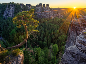 Děčínská vrchovina, rocks, rays of the Sun, pine, Sunrise, Saxon Switzerland National Park, Germany