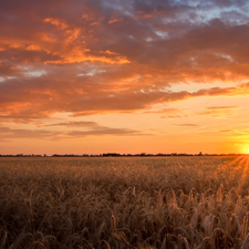 Great Sunsets, corn, clouds, Cornfield