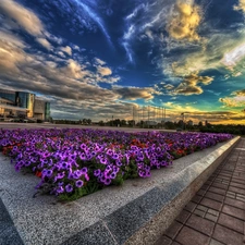 clouds, flower-bed, Surfinie