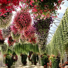 botanical garden, hanging, Surfinie, color