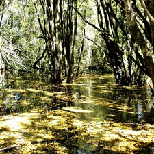 trees, an, Swamp, viewes