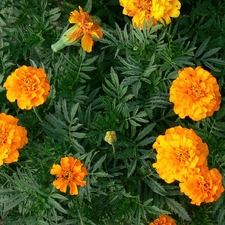 Tagetes built