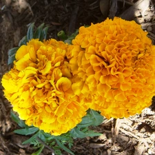 Tagetes erecta