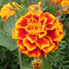 Tagetes patula, Tagetes patula