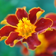 Tagetes, Tagetes