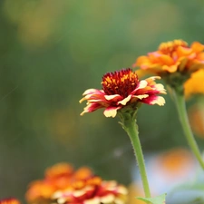 Tagetes, red, Yellow