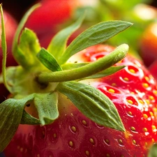 tail, Strawberry, leaves