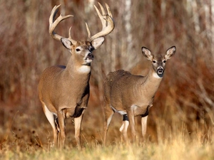 White-tailed Deer, deer, roe