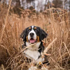 Bernese Mountain Dog, tall, grass, Puppy