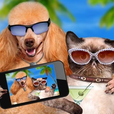 Telephone, Glasses, cat, Selfie, poodle