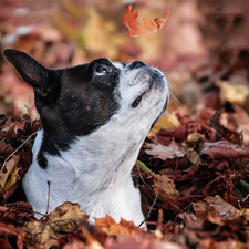 leaf, dog, Boston Terrier