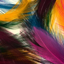 color, feather, texture, Bird
