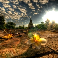 Colourfull Flowers, Chiang Mai Province, Thailand