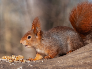 Ginger, Lod on the beach, nuts, squirrel