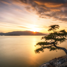 Sunrise, clouds, pine, The Hills, sea