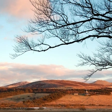 woods, trees, The Hills