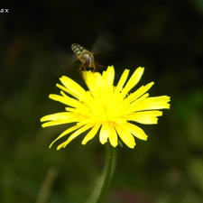 wasp, sow-thistle