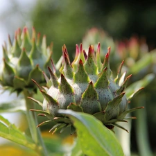 Buds, Thistles