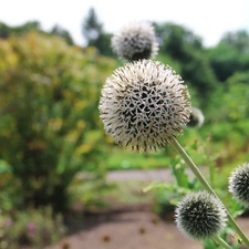 White, Thistles