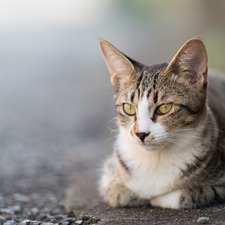 cat, land, thoughtfully, resting