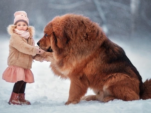 winter, snow, dog, Tibetan Mastiff, girl