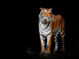 tiger, black background