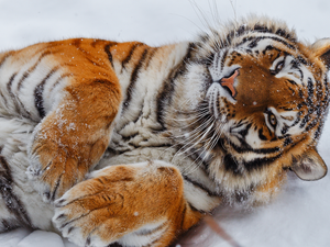lying, paws, snow, tiger