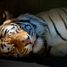 sleepy, tiger