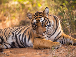 The look, lying, tiger