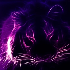 Violet, tiger