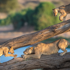 tigers, branches, cats, Lioness, wild